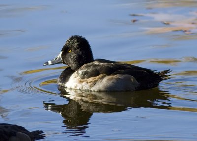 Ring-necked Duck