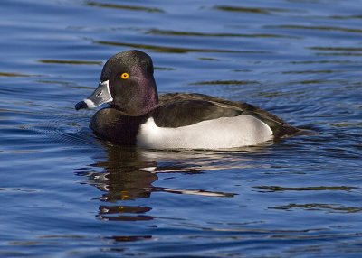 Ring-necked Duck - male