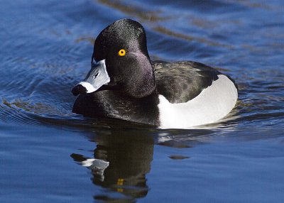 Ring-necked Duck - male