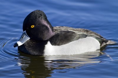 Ring-necked Duck - male