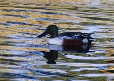 Northern Shoveler