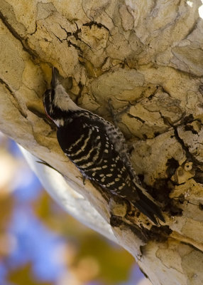 Nuttal's Woodpecker - male