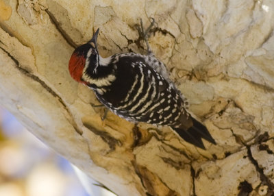 Nuttal's Woodpecker - male
