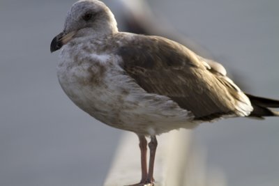 Herring Gull