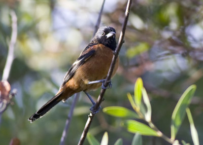 Orchard Oriole - Adult male