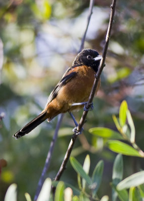 Orchard Oriole - Adult male