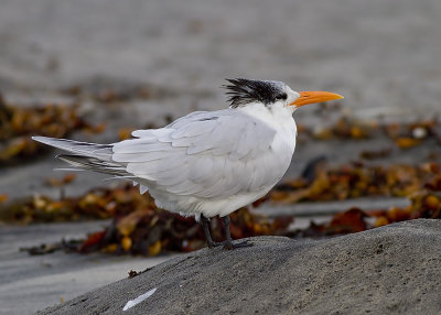 Royal Tern