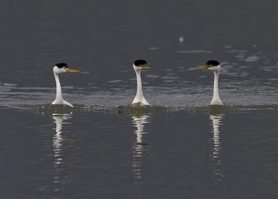 Clark's Grebe with Western Grebes