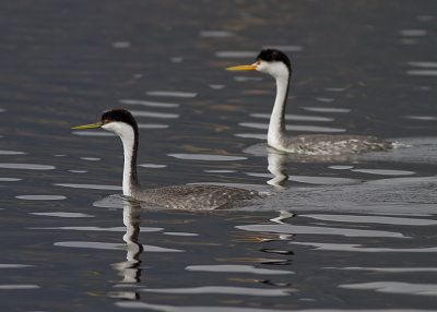 Clark's Grebe in the rear With Western Grebe
