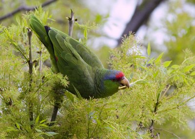 Lilac - Crowned Parrot