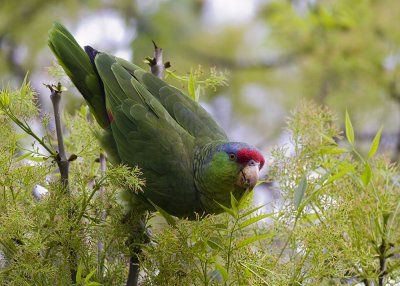 Lilac - Crowned Parrot