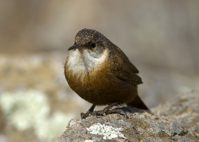 Canyon Wren