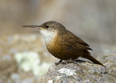 Canyon Wren