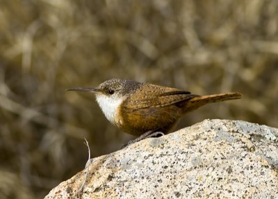 Canyon Wren