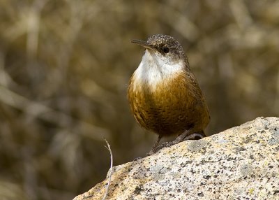 Canyon Wren