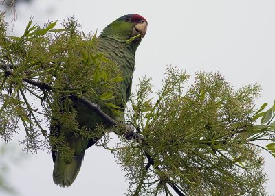 Lilac - Crowned Parrot