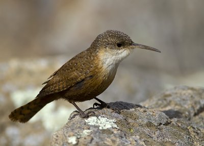 Canyon Wren
