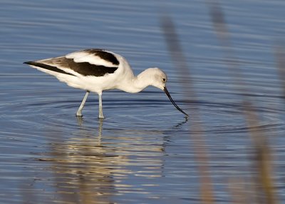 American Avocet