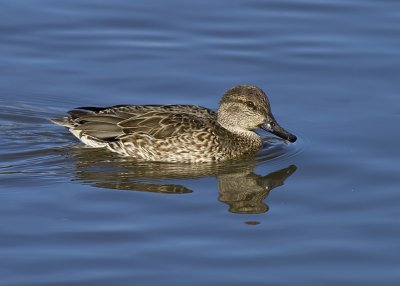 Green-winged Teal
