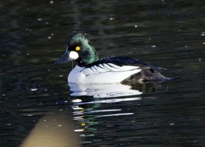 Common Goldeneye