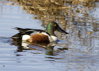 Northern Shoveler