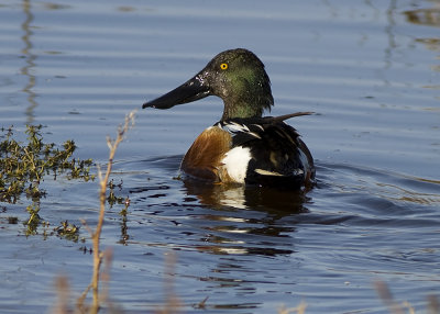 Northern Shoveler