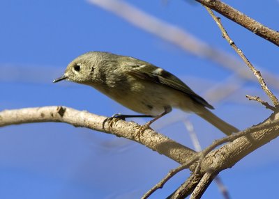 Ruby-crowned Kinglet