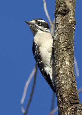 Nuttal's Woodpecker - female