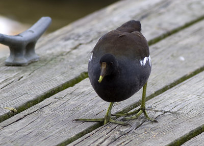 Common Moorhen