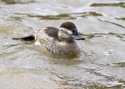 Ruddy Duck