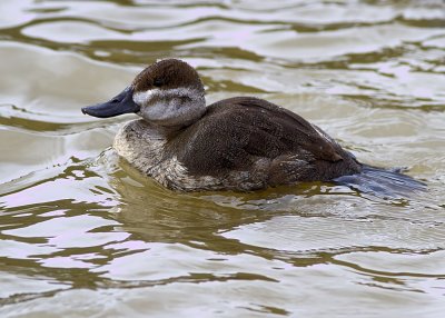 Ruddy Duck