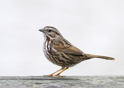 Song Sparrow