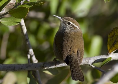 Bewick's Wren