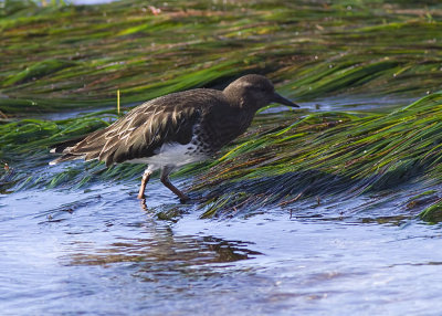 Black Turnstone