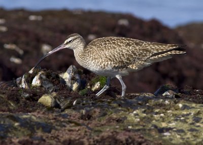 Whimbrel