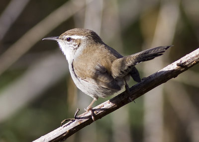 Bewick's Wren