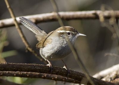 Bewick's Wren