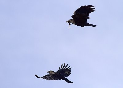 American Crow