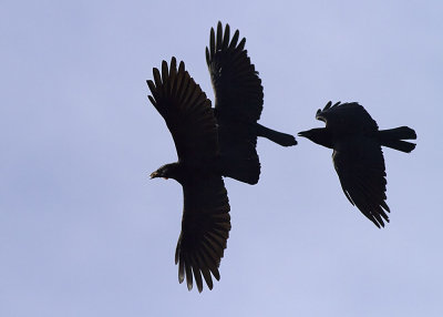 American Crow