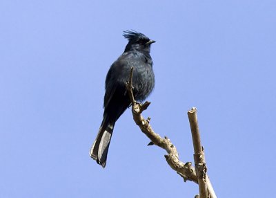 Phainopepla