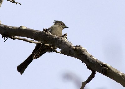 Phainopepla - female