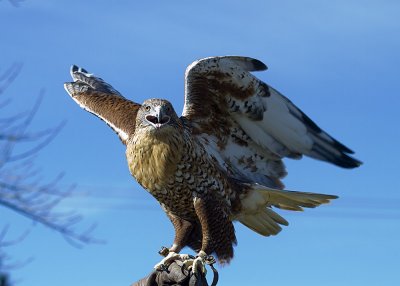 Ferruginous Hawk