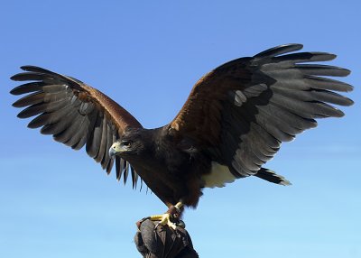 Harris's  Hawk