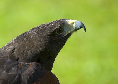 Harris's  Hawk