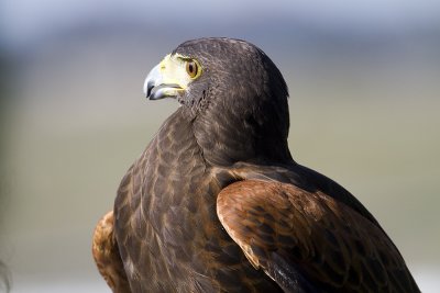 Harris's  Hawk