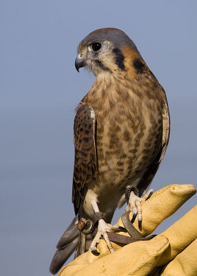 American Kestrel