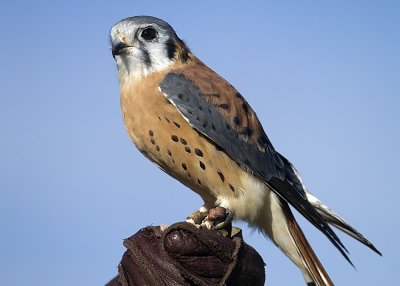 American Kestrel - female
