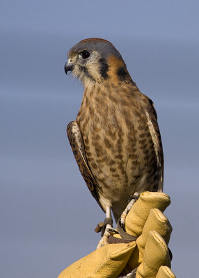 American Kestrel - male