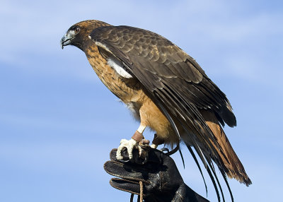 Red-tailed Hawk