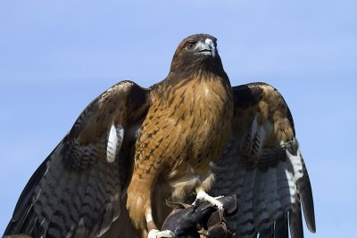 Red-tailed Hawk